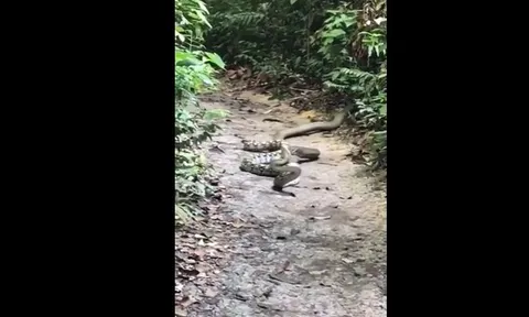 CLIP: Rắn hổ mang chúa "tập kích" trăn khổng lồ tại Singapore, kết cục bất ngờ