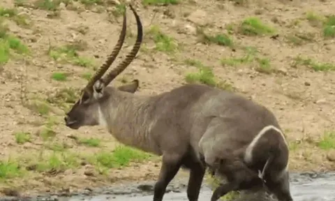 CLIP: Linh dương tung cú đá trời giáng vào mặt cá sấu để giành lại sự sống