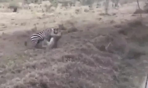 CLIP: Sư tử tung đòn hiểm sát thủ, ngựa vằn bất ngờ phản công ngoạn mục