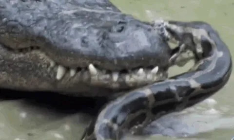 CLIP: Trăn Miến Điện liều lĩnh khiêu khích sát thủ đầm lầy và cái kết đầy bất ngờ