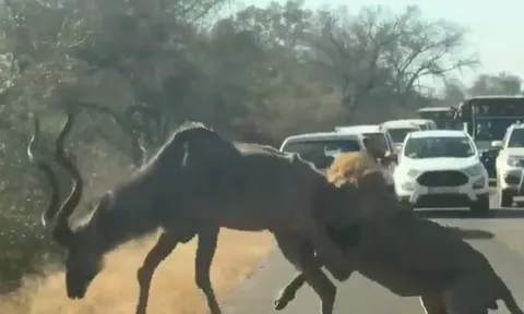 CLIP: Linh dương tung cú đạp trời giáng vào mặt sư tử nhưng cái kết lại khiến nhiều người bất ngờ