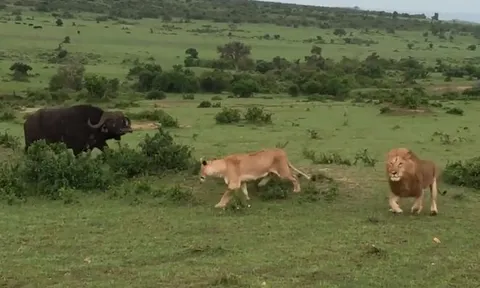 CLIP: Trâu rừng đực thể hiện sức mạnh và sự liều lĩnh khi một mình đuổi 4 con sư tử chạy thục mạng