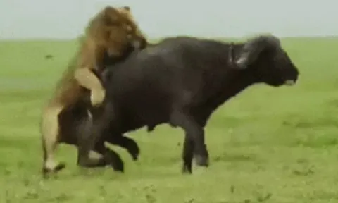 CLIP: Sư tử đực tung đòn chí mạng, hạ gục trâu rừng trong tích tắc