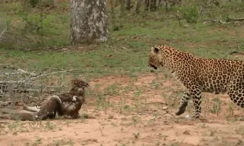 CLIP: Đại bàng xấu số, bị rắn cực độc và báo đốm tấn công liên hoàn