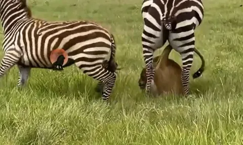 CLIP: Thấy đồng loại bị sư tử ngoạm cổ, ngựa vằn lao lại đạp cho kẻ đi săn 'nhừ tử' nhưng cái kết mới 'sốc'