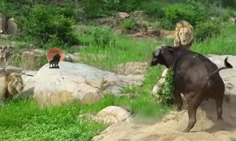 CLIP: Bị đàn sư tử tấn công, trâu rừng nổi điên truy sát ngược lại kẻ đi săn và cái kết