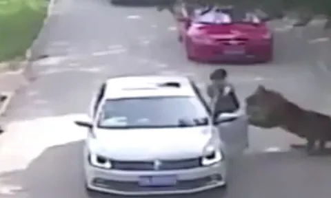 CLIP: Vừa bước xuống khỏi xe ô tô, cô gái bị hổ lao tới tấn công rồi lôi đi trước sự chứng kiến của người thân