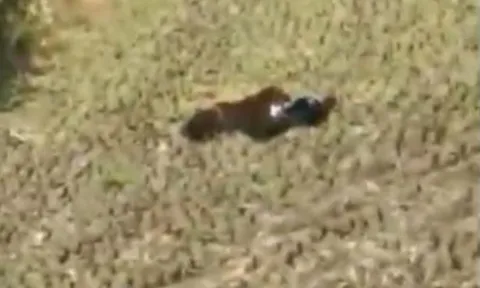 CLIP: Bị truy đuổi, hổ nổi điên tấn công người và cái kết gay cấn