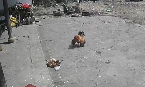 CLIP: Thấy đại bàng lao xuống bắt gà mái, gà trống hùng hổ xông tới giải cứu rồi nhận cái kết bẽ mặt 