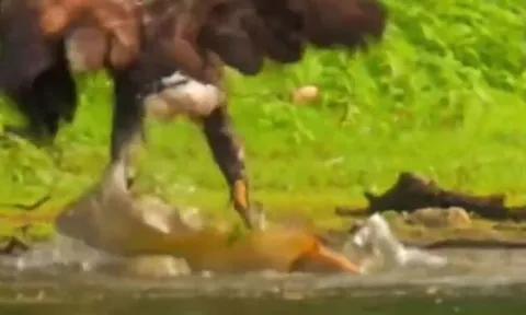 CLIP: Đại bàng phi thân xuống nước, vất vả tóm cá 'khủng' lôi lên bờ
