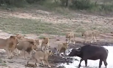 CLIP: Trâu rừng quyết 'tử thủ' dưới hồ nước khiến bầy sư tử bất lực