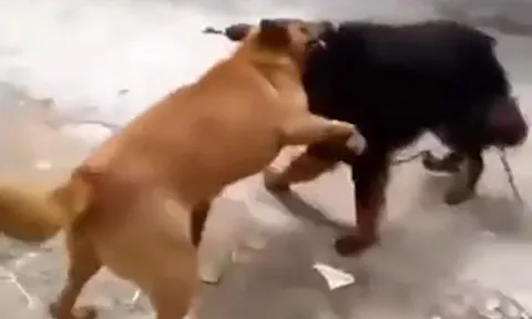 CLIP: Tử chiến với 'bá chủ thảo nguyên', chó Becgie nhận cái kết gây sốc