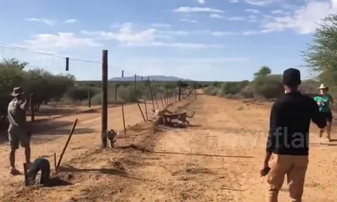 CLIP: Khoảnh khắc mẹ con báo săn truy sát, hạ gục linh dương trước mặt du khách