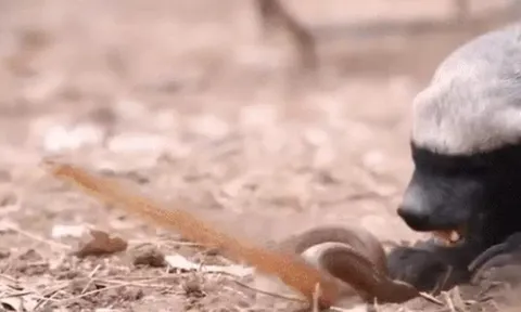 CLIP: Lửng mật tung đòn chí mạng, hạ gục rắn trong tích tắc