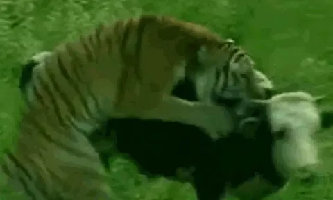 CLIP: Hổ đột nhập vào trang trại, hạ gục bò sữa trong vòng '1 nốt nhạc'