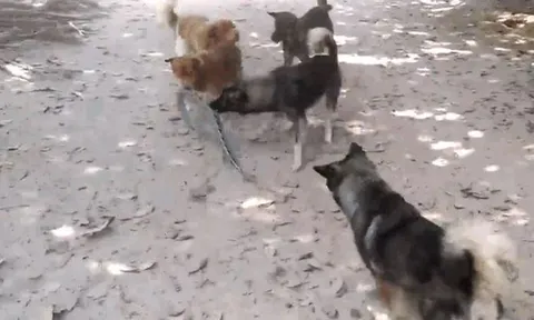 CLIP: Đàn chó nhà áp dụng chiến thuật 'xa luân chiến' tài tình, hạ gục rắn độc trong 'chớp mắt'