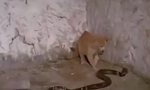 CLIP: Mèo nhà tử chiến rắn hổ mang chúa, kết cục khiến nhiều người bất ngờ