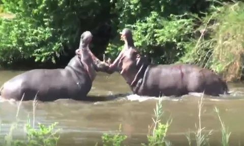 CLIP: Cận cảnh cuộc 'thủy chiến' ác liệt của 2 con hà mã