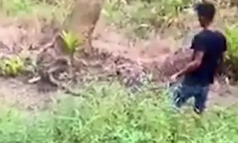 CLIP: Nam thanh niên dùng tay không bắt sống rắn hổ mang khổng lồ và cái kết