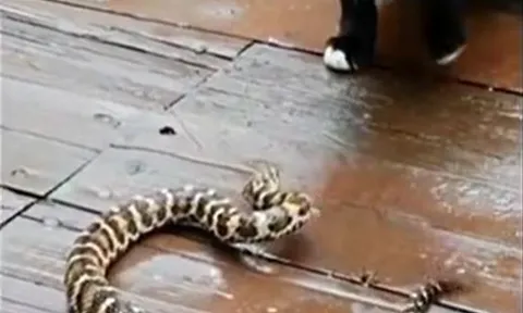 CLIP: Đụng độ mèo, rắn đuôi chuông bị tát cho 'lật mặt'