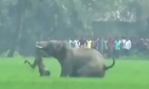 CLIP: Voi hoang dã nổi điên, quăng quật người đàn ông rồi giẫm đạp đến chết 