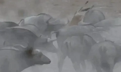 CLIP: Đi lạc vào vòng vây của đàn trâu rừng, linh dương puku bị húc bay lên không trung và cái kết