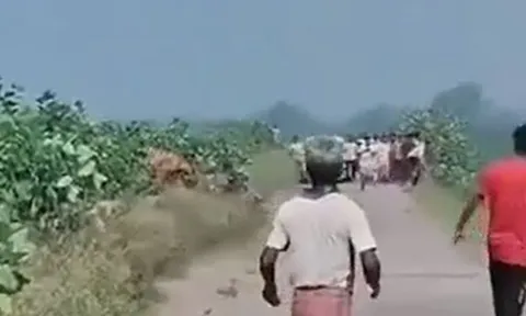 CLIP: Hổ dữ lao ra khỏi bụi rậm tấn công người đàn ông, dân làng hoảng loạn bỏ chạy