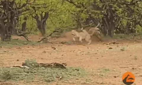 CLIP: Thấy báo hoa mai vừa săn được linh dương, linh cẩu ập tới cướp mồi và cái kết gây 'sốc'