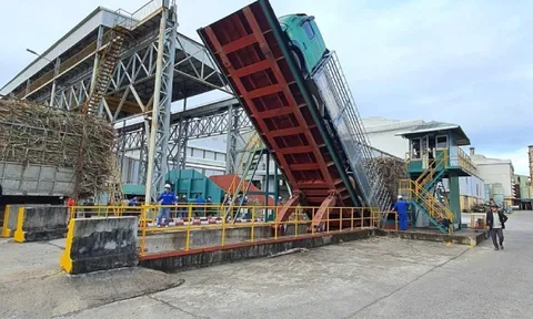 Chủ tịch VSSA: Chuỗi liên kết mía đường có nguy cơ bị huỷ hoại bởi đường lậu