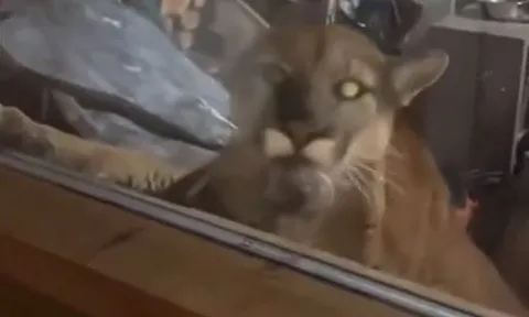 CLIP: Sư tử núi đột nhập nhà dân, tấn công thú cưng khiến cộng đồng mạng hoảng hốt