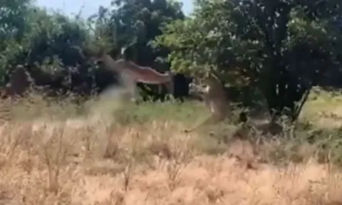 CLIP: Linh dương xấu số chạy thẳng vào ổ sư tử, trở thành bữa ăn cho cả đàn