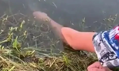 CLIP: Chàng trai dùng tay không câu cá khiến cư dân mạng trầm trồ