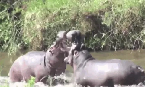 CLIP: Mãn nhãn trước màn 'tỉ thí' bất phân thắng bại giữa sông để giành quyền thống trị của hà mã