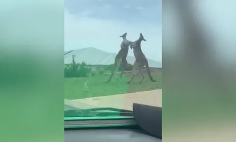 CLIP: Màn đấu võ như phim hành động giữa hai con Kangaroo trên vỉa hè