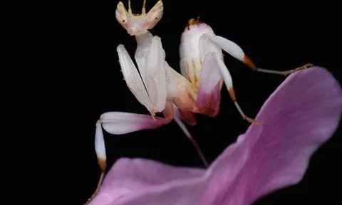 CLIP: Bọ ngựa ngụy trang tung đòn chớp nhoáng đoạt mạng ruồi tò mò