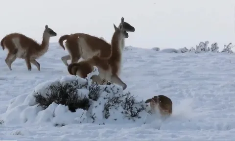CLIP: Báo sư tử tung đòn chí mạng hạ gục lạc đà guanaco giữa băng tuyết