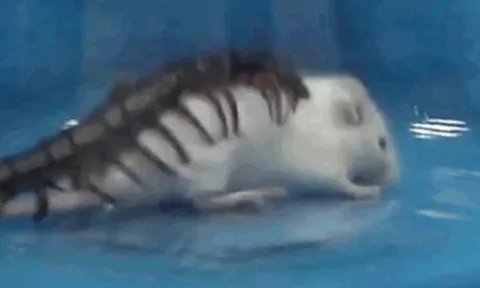 CLIP: Rùng mình cảnh rết độc hạ gục chuột bạch chỉ trong 30 giây