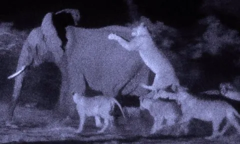 CLIP: Bầy sư tử hợp sức đoạt mạng voi rừng trong đêm