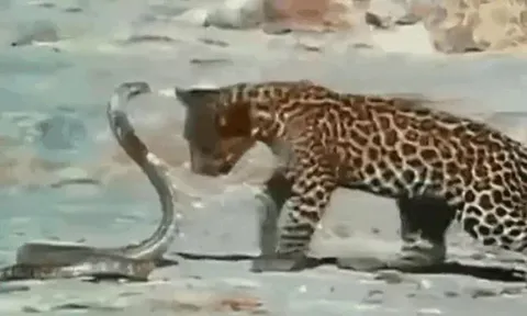 CLIP: Đụng độ rắn hổ mang chúa, 3 mẹ con nhà báo đốm nhận cái kết 'bẽ mặt'