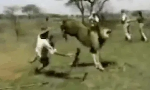 CLIP: Bị đe dọa, sư tử nổi điên vồ người thợ săn và cái kết