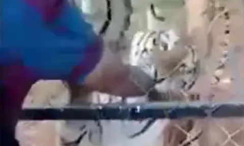 CLIP: Liều lĩnh vuốt ve hổ khi cho ăn, người đàn ông phải trả giá bằng cả tính mạng