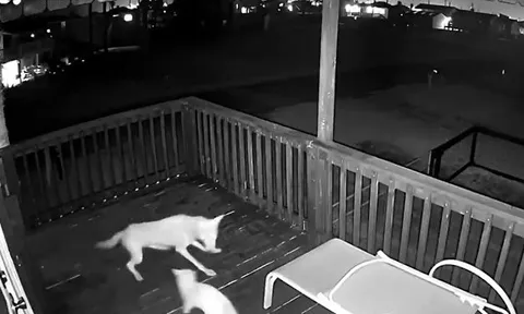 CLIP: Nửa đêm lẻn vào nhà dân tấn công mèo nhà, sói đồng cỏ nhận cái kết nhục nhã