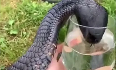 CLIP: Sốc với cảnh tượng người đàn ông cầm cốc cho rắn hổ mang chúa uống nước 