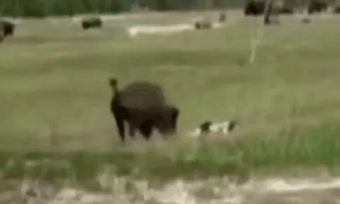 CLIP: Bị bò rừng bison truy đuổi, người phụ nữ lập tức giả chết và cái kết khó tin
