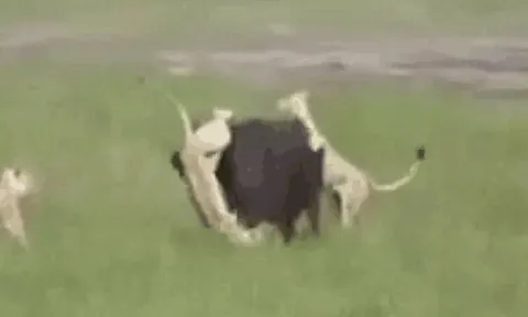 CLIP: Mới sinh con xong đã bị đàn sư tử truy sát, trâu rừng nổi điên húc tung kẻ đi săn nhưng kết cục mới gây chú ý