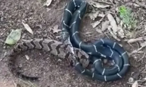 CLIP: Rắn vua giết chết rồi nuốt chửng rắn đuôi chuông 'khủng'