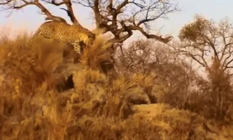 CLIP: Báo hoa mai dùng 'ẩn thân chi thuật' hạ sát lợn bướu trong nháy mắt