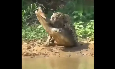 CLIP: Báo hoa mai liều lĩnh hạ gục cá sấu ngay tại “lãnh địa tử thần”