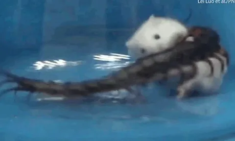 CLIP: Rết tung cú cắn chí mạng, hạ gục chuột bạch to gấp 15 lần trong vòng 30 giây