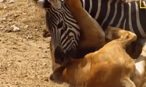 CLIP: Ngựa vằn tung cú cắn chí mạng, buộc sư tử phải bỏ cuộc